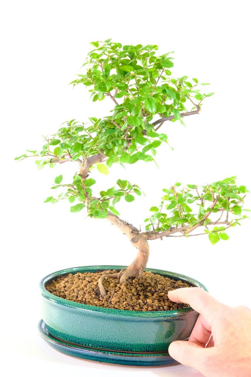 Chinese Sweet Plum Bonsai Tree in Forest Green Oval Pot