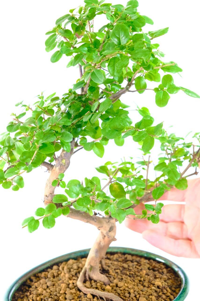 Close up of the leaves of this Sageretia indoor bonsai tree