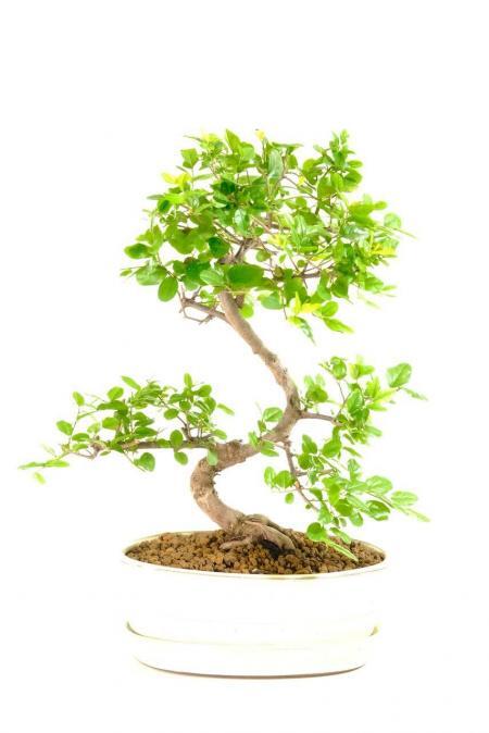Fabulously Fruiting Chinese Sweet Plum Indoor Bonsai Tree - Incredible Curly Whirly Design