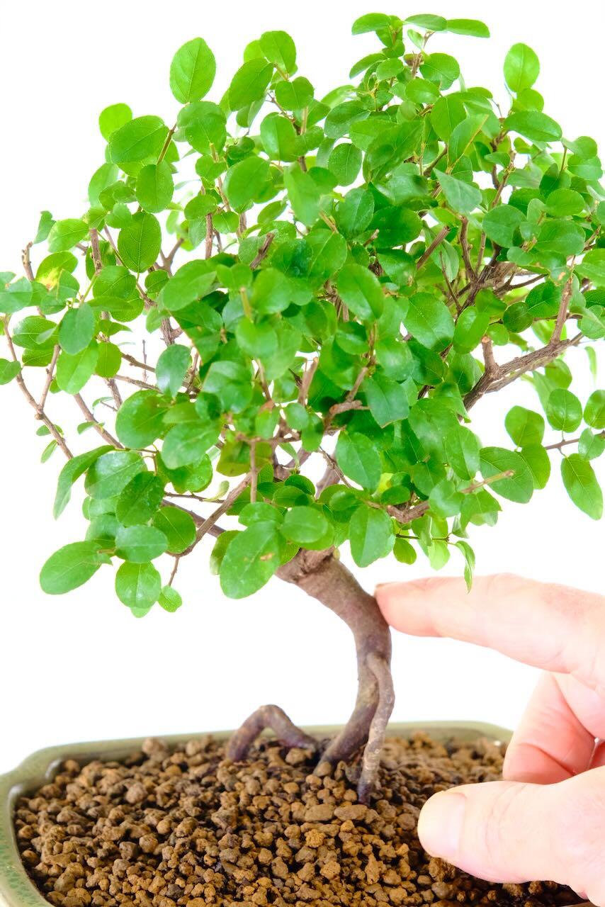 Broom Style Chinese Sweet Plum Bonsai – Apple Green Pot
