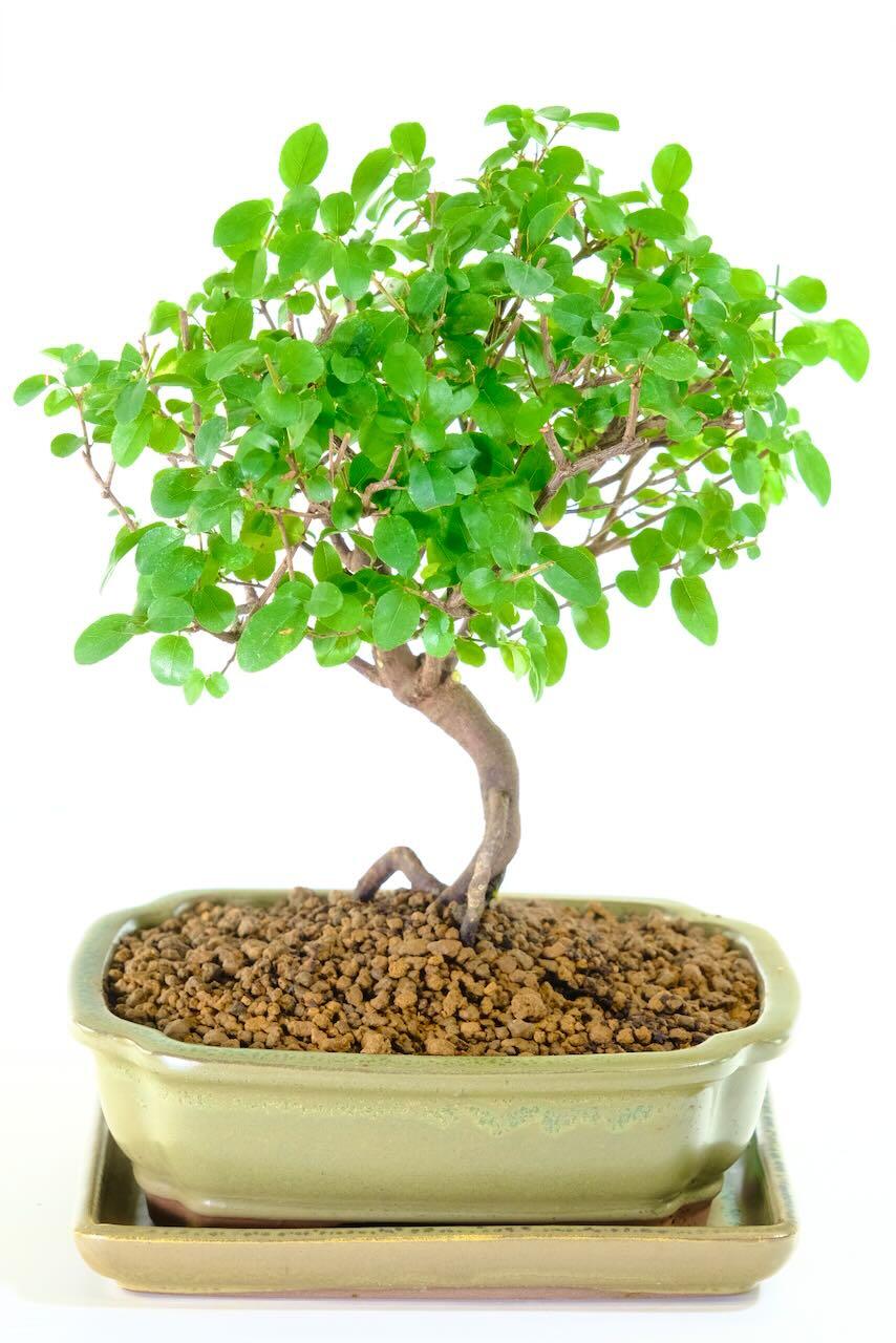 Sageretia Bonsai | Woodland-Style Fruiting Chinese Sweet Plum Bonsai Tree - Miniature Specimen