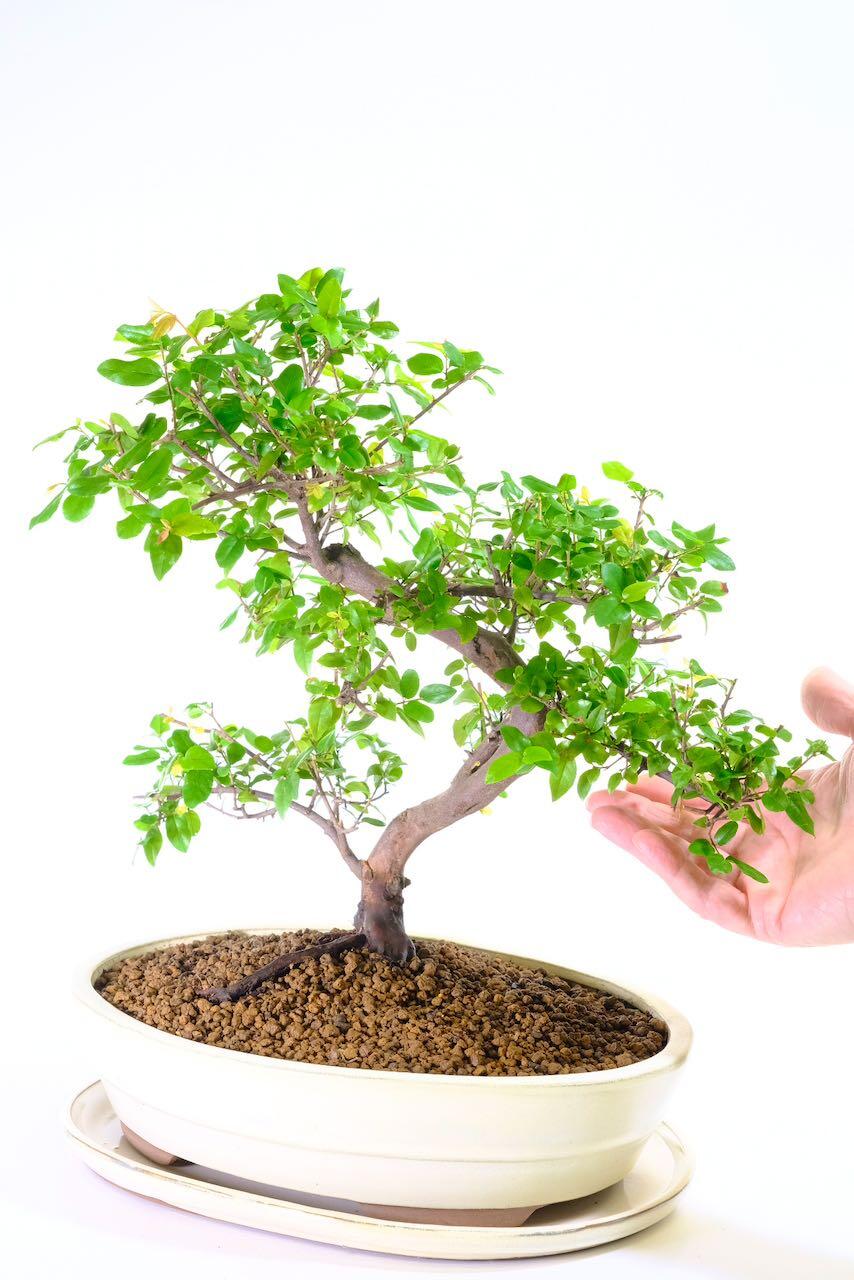 Twisty fruiting miniature tree