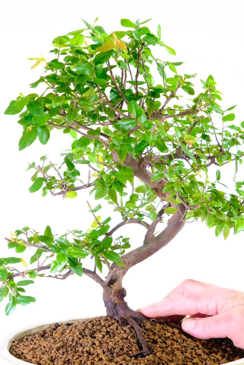 Potted into a top quality bonsai soil