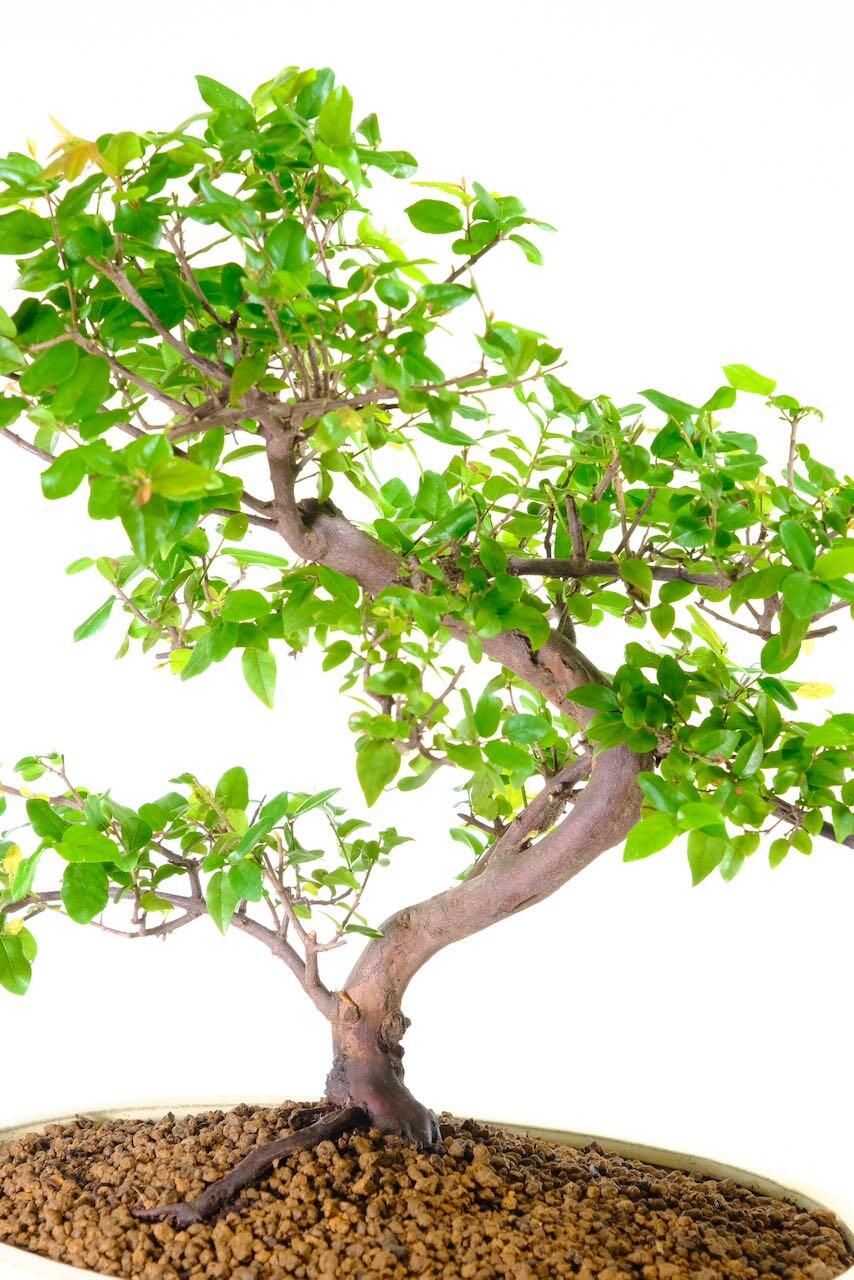 Fruiting indoor bonsai variety