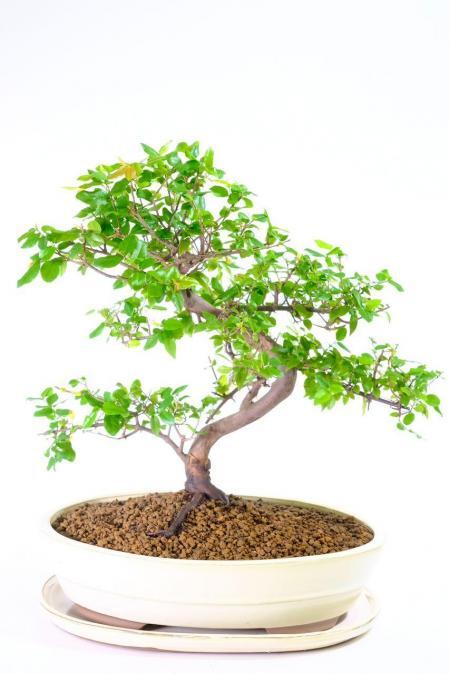 Incredible Chinese Sweet Plum bonsai for sale