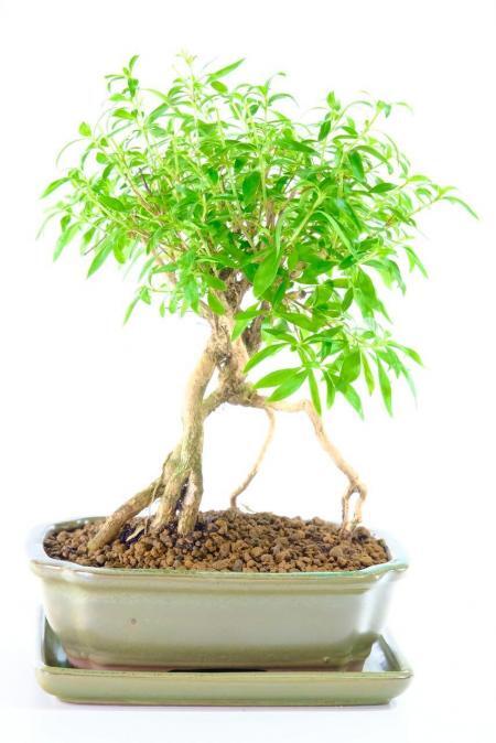 Flowering Serissa Bonsai Tree | White Flowers & Very Neat Design