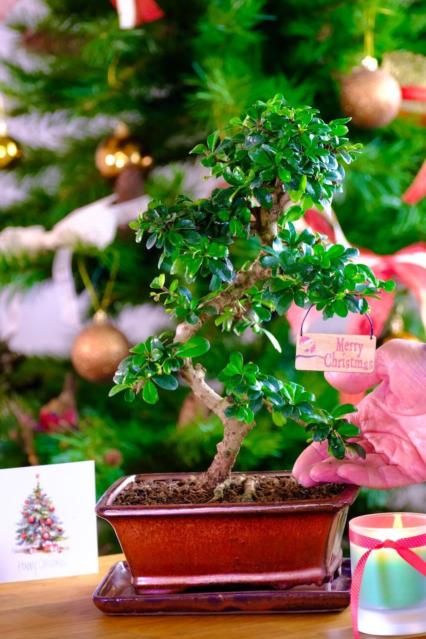 Special advent offer bonsai tree | Flowering indoor species
