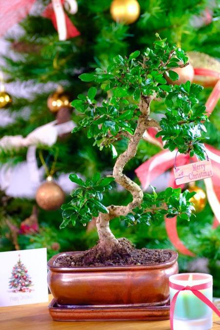 Aesthetically Pleasing Extra-Large Flowering Indoor Fukien Tea Tree Bonsai - 17 years old | ADVENT OFFER 13