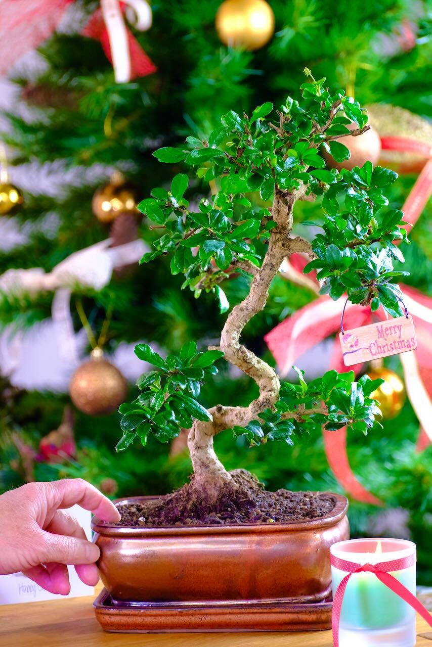 Extra-Large Flowering Indoor Bonsai – 17 Years Old Fukien Tea Tree offer