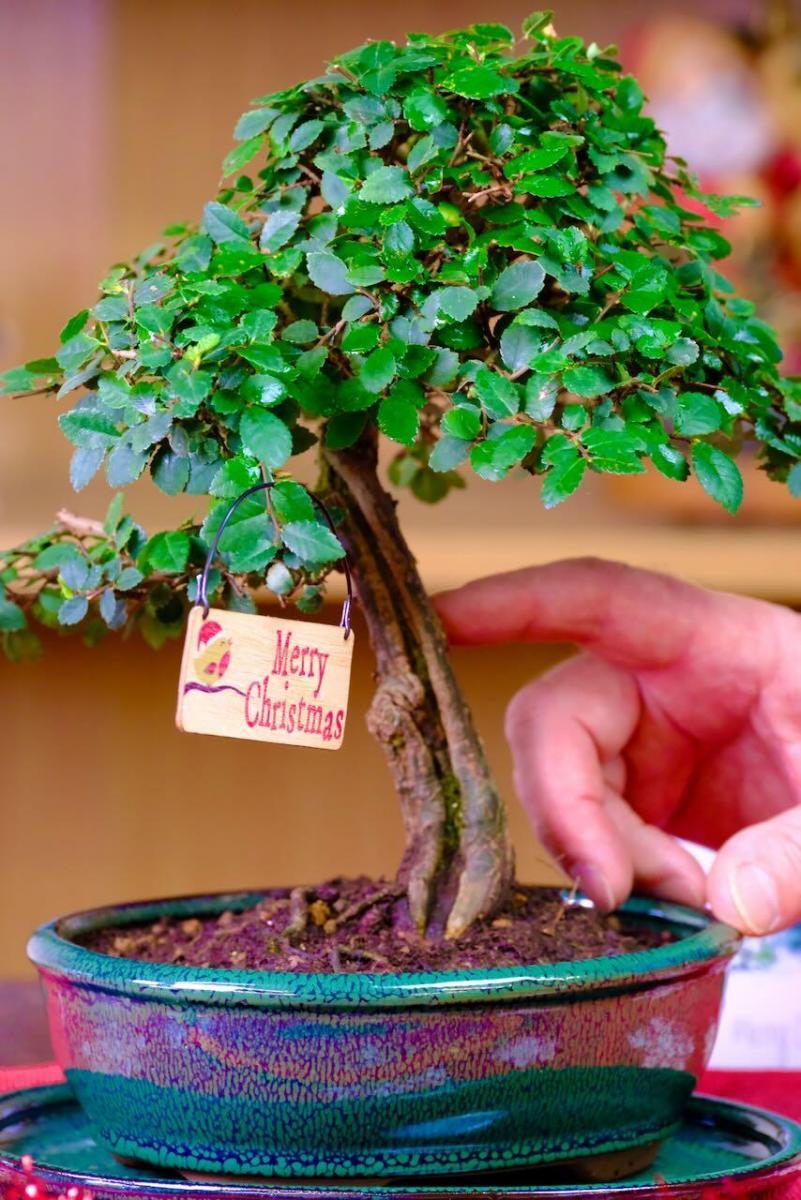 Chinese Elm Premium Range Indoor Bonsai | Beautiful Unique Bonsai Tree Gift Idea