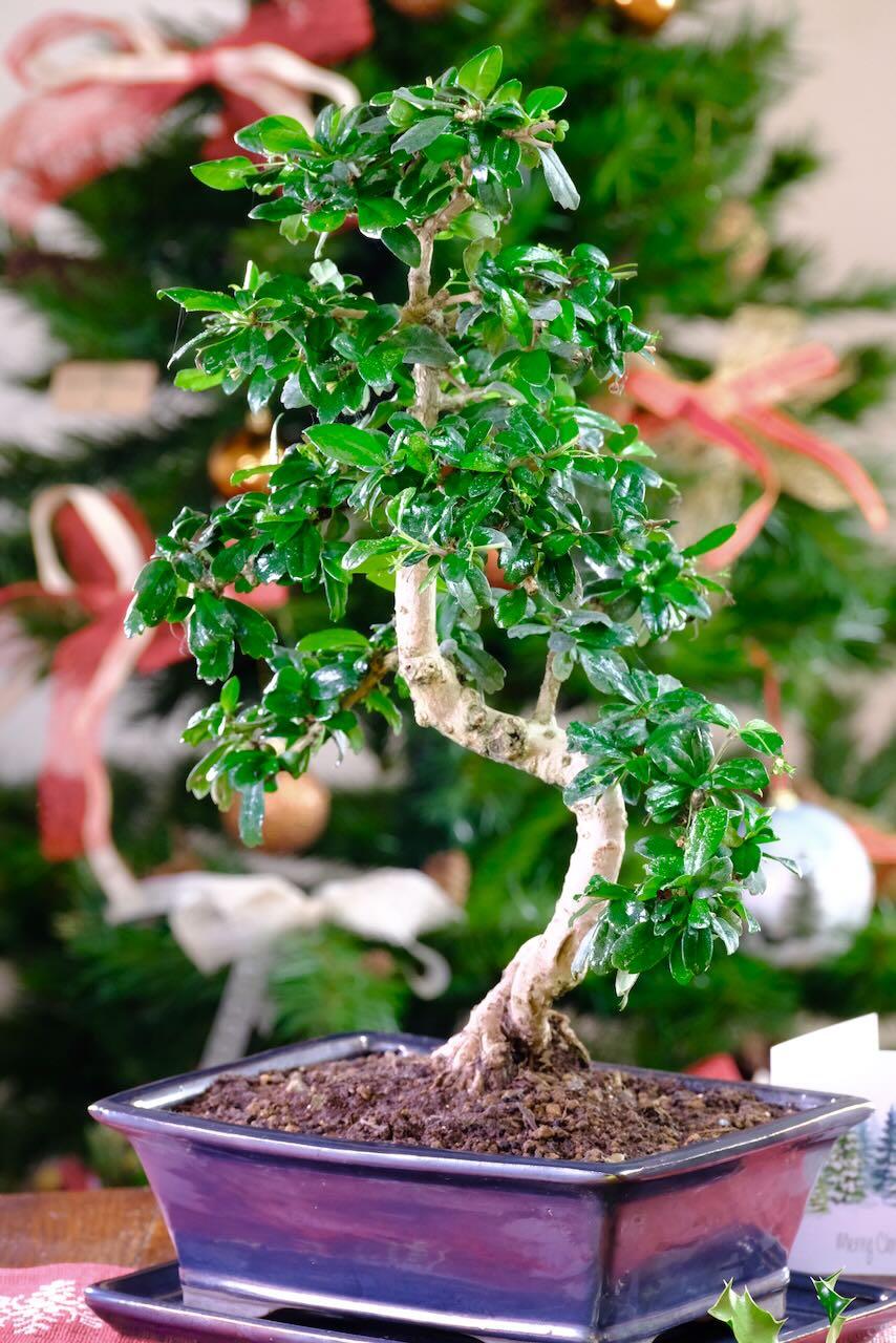 Phenomenal Carmona microphylla Bonsai Tree with Flowers | Loves a warm room.