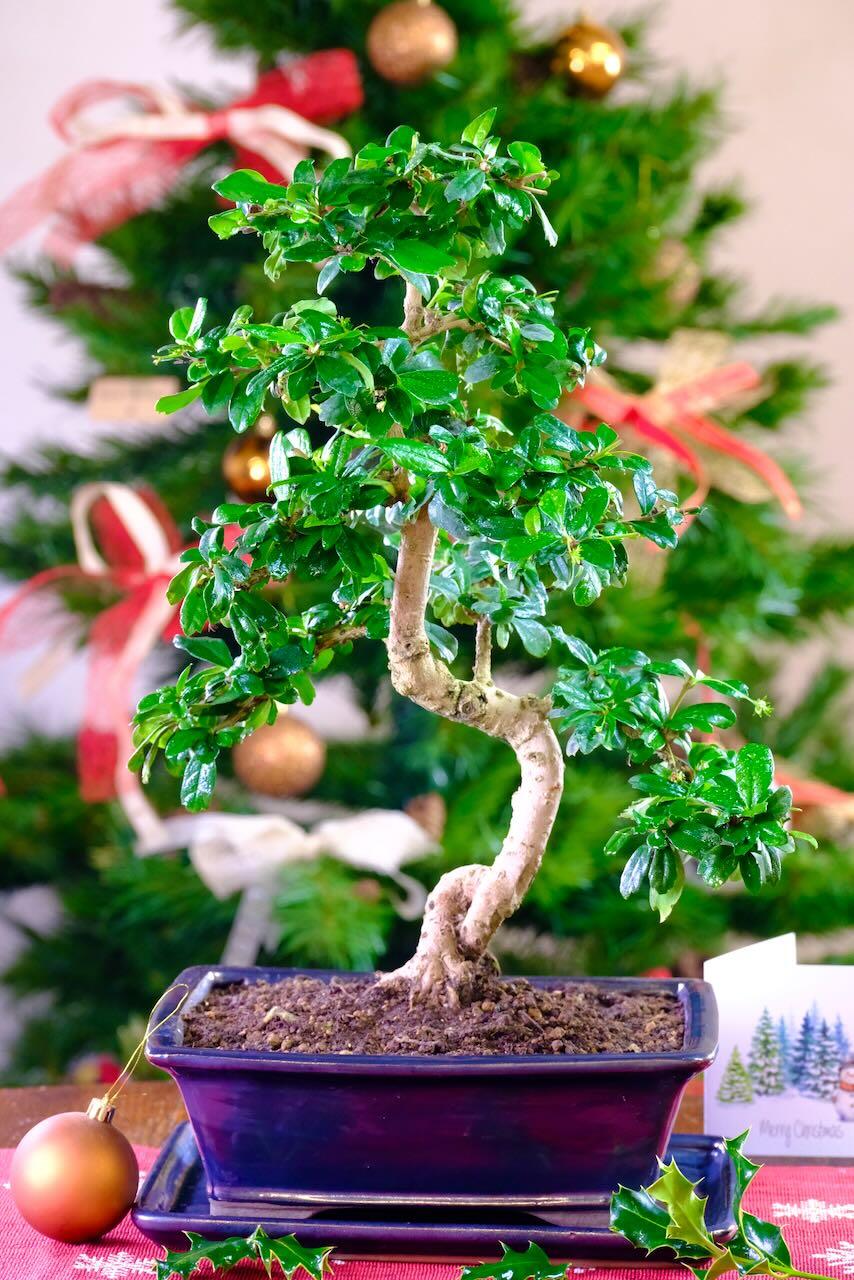 Spectacular Flowering Indoor Carmona Bonsai with Phenomenal Styling & Design | 17/18 years old ADVENT OFFER 7