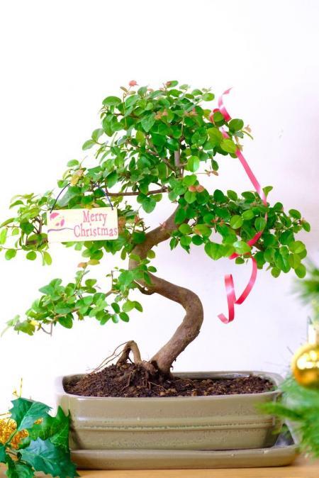Sageretia Bonsai | Colourful Indoor Chinese Sweet Plum with Lush Miniature Leaves | ADVENT OFFER 8