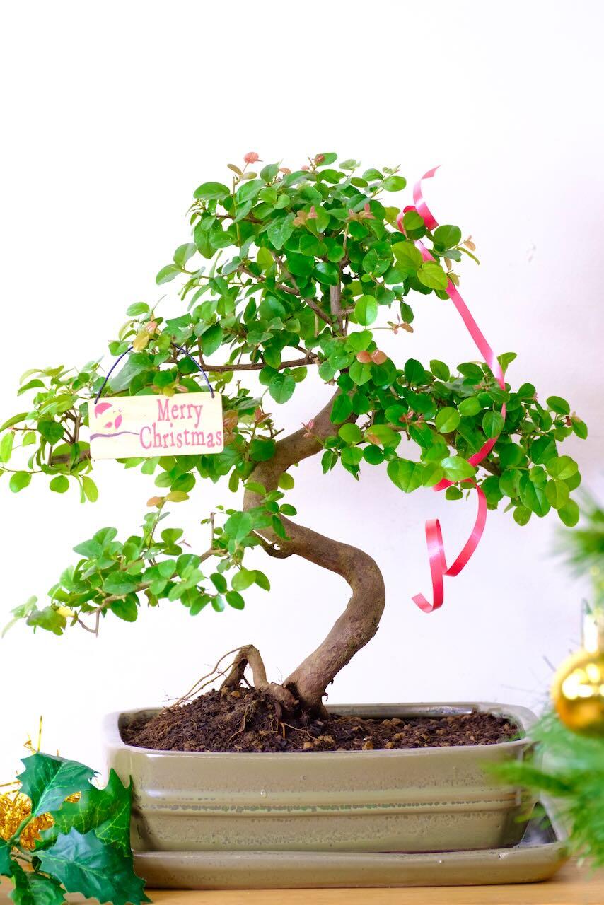Sageretia Bonsai | Colourful Indoor Chinese Sweet Plum with Lush Miniature Leaves | ADVENT OFFER 8