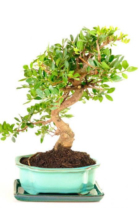 Exquisite Pistachio bonsai tree