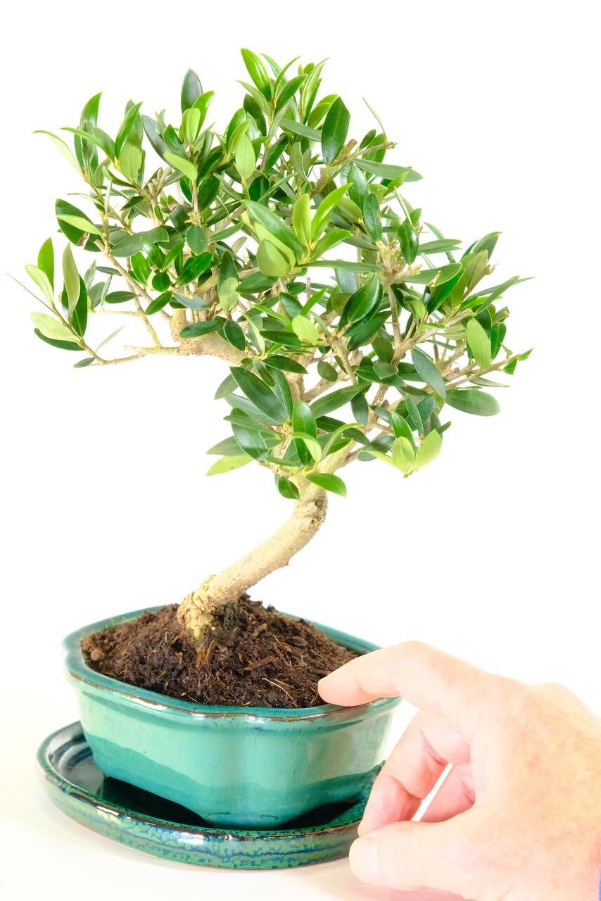 High quality olive indoor bonsai tree for sale in green pot