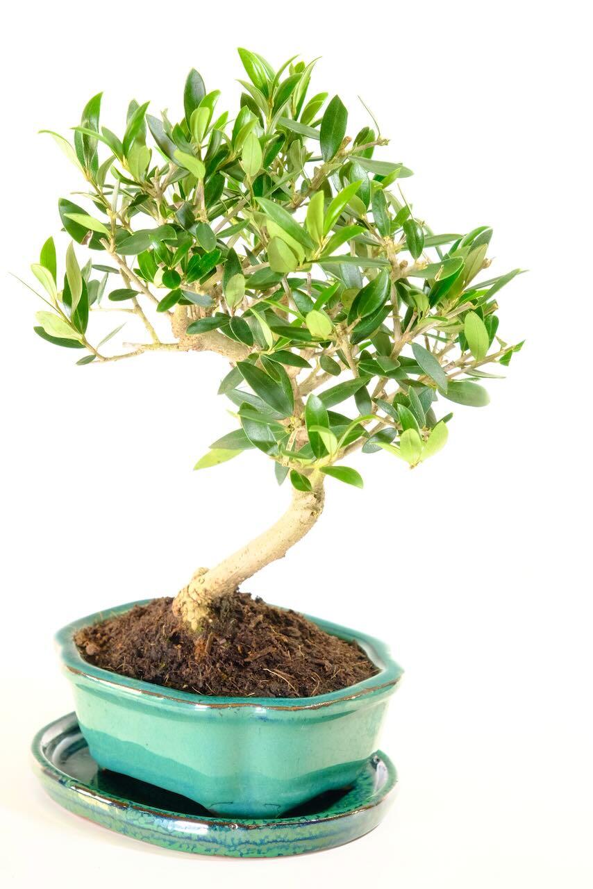 Premium 11-Year-Old Miniature Olive Bonsai