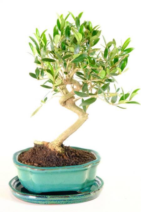 Evergreen Miniature Olive Bonsai Tree - Dainty & Full of Life