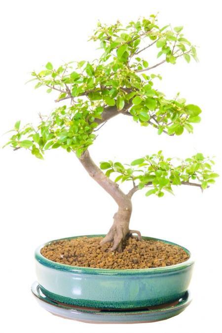 Picturesque Fruiting Sweet Plum Indoor Bonsai Tree with Lovely Shape