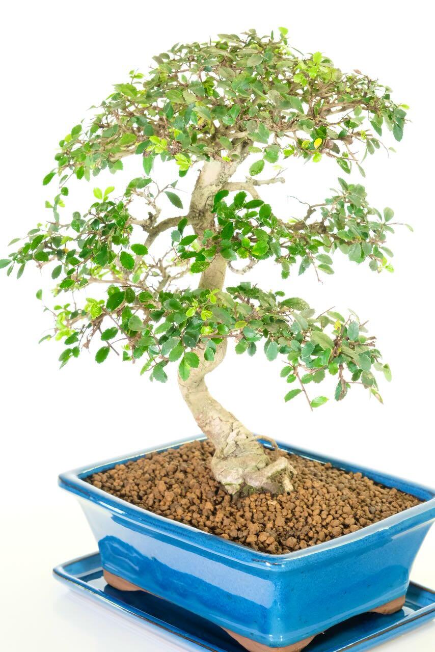 Large impressive Chinese Elm Bonsai tree for sale