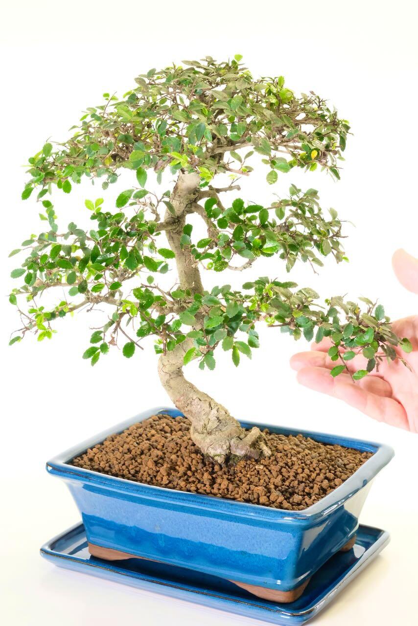 Character Chinese Elm Bonsai | Elegant, Artistic & Full of Presence