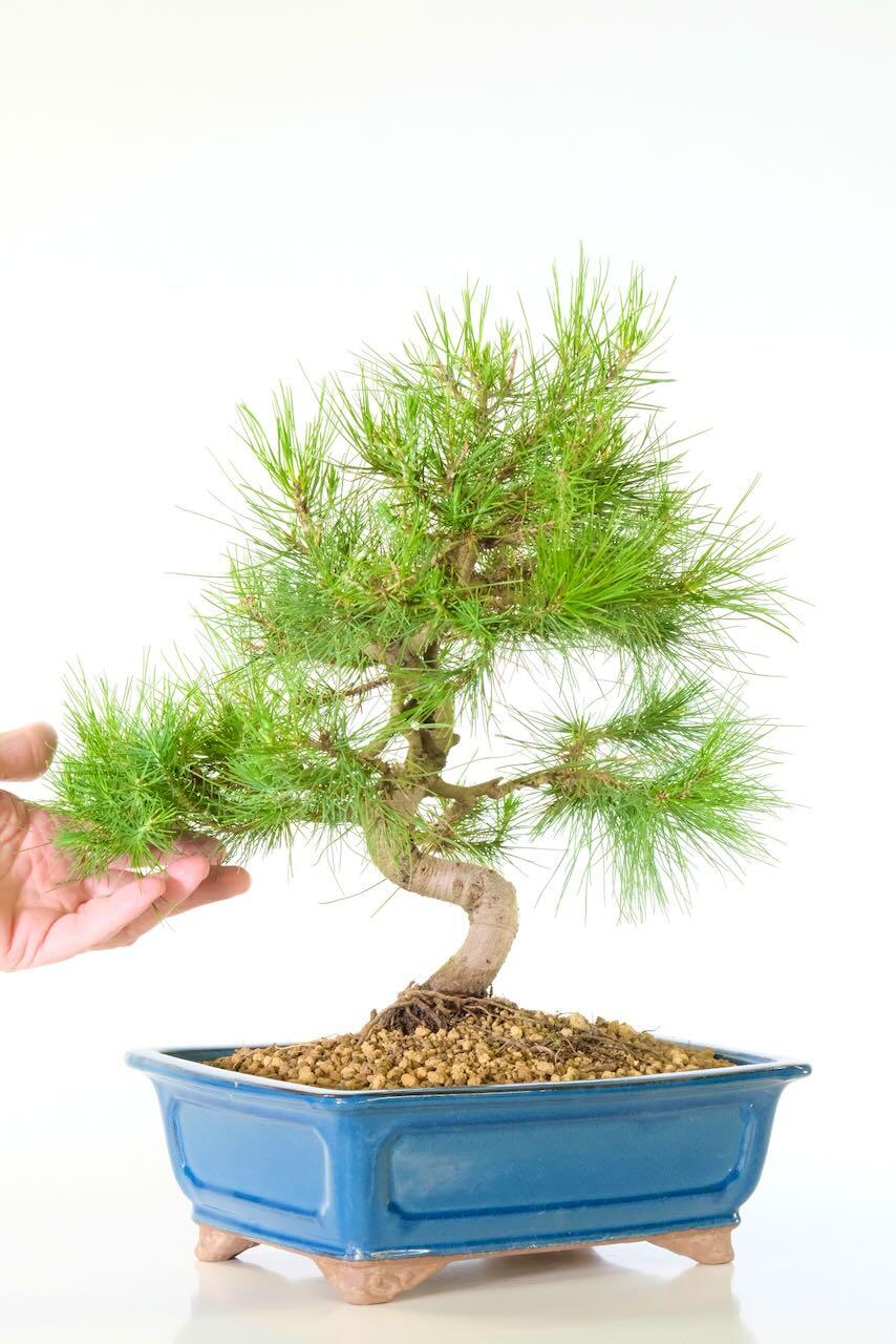 Hardy Evergreen Aleppo pine bonsai