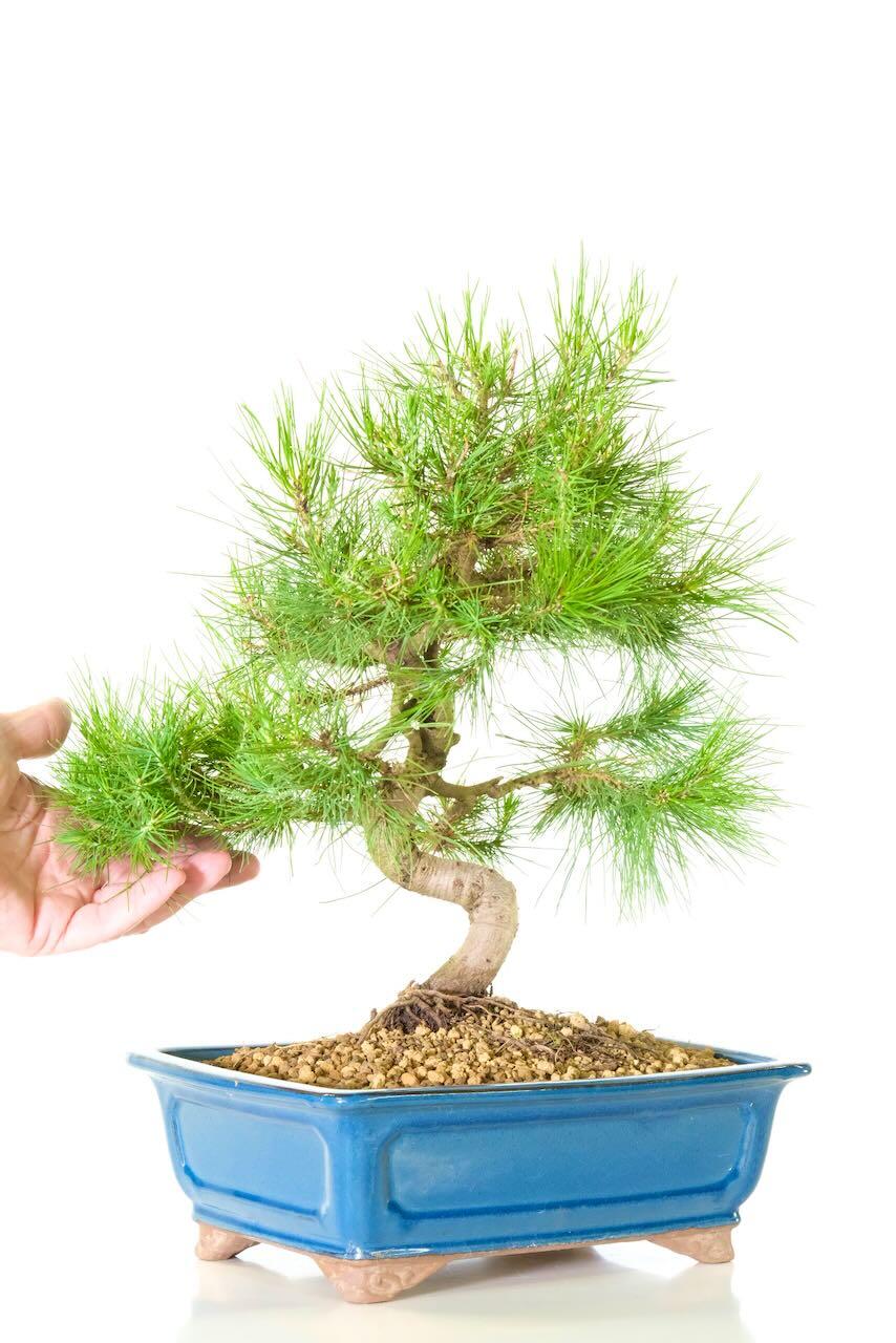 Aleppo pine bonsai tree for sale in blue pot