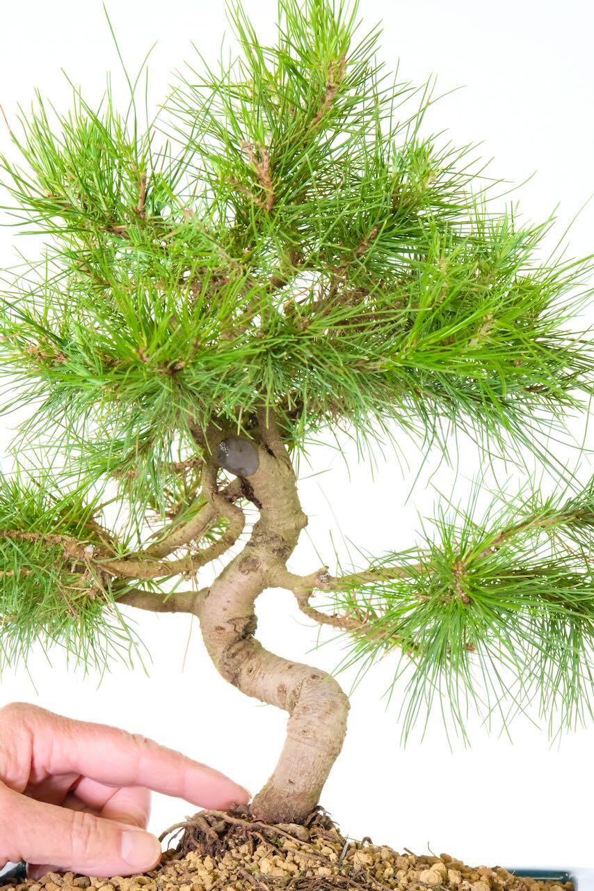 Strong twisting trunk on this Aleppo pine bonsai tree