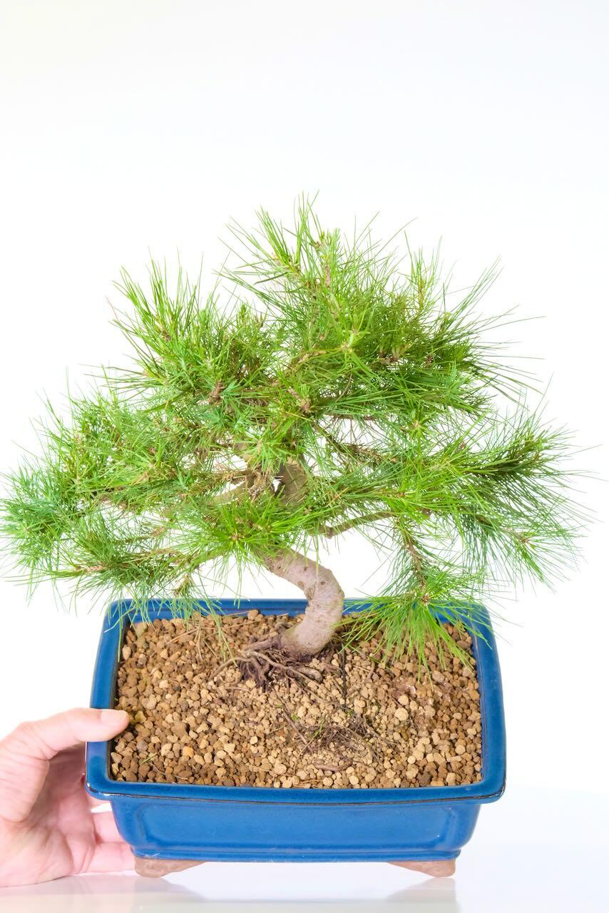 Aleppo Pine Bonsai for sale