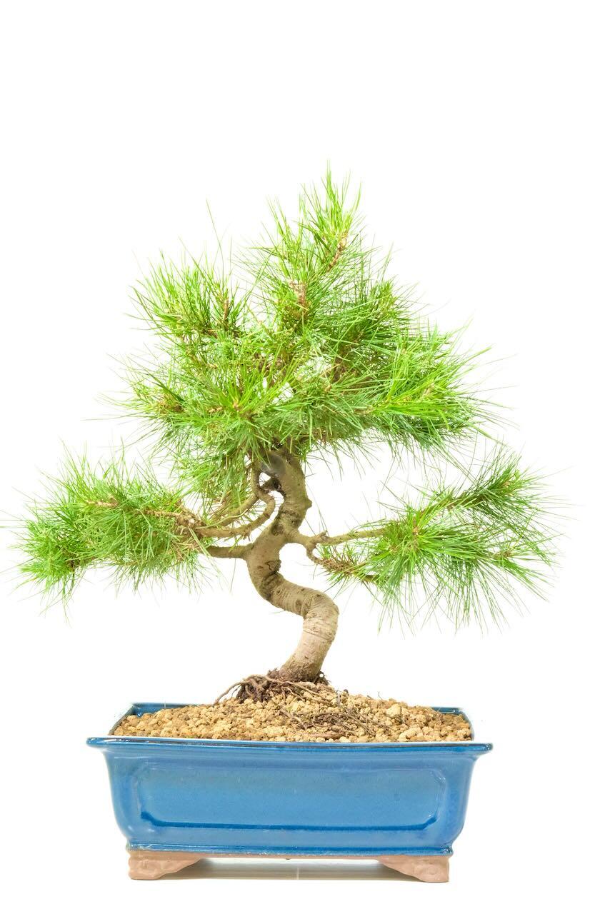 Spectacular Hardy Evergreen Mountain Pine Bonsai - Strong & Powerful